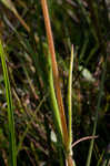 Variableleaf sunflower